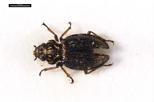  ( - ABOL-24-2176)  @11 [ ] Unspecified (default): All Rights Reserved (2025) Naturhistorisches Museum Wien Unspecified