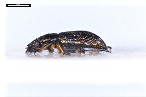  ( - ABOL-24-2176)  @11 [ ] Unspecified (default): All Rights Reserved (2025) Naturhistorisches Museum Wien Unspecified