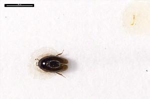  ( - ABOL-24-2184)  @11 [ ] Unspecified (default): All Rights Reserved (2025) Naturhistorisches Museum Wien Unspecified