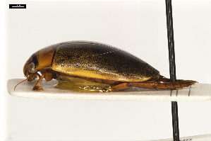  ( - ABOL-24-2187)  @11 [ ] Unspecified (default): All Rights Reserved (2025) Naturhistorisches Museum Wien Unspecified