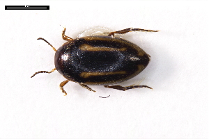  ( - ABOL-24-2188)  @11 [ ] Unspecified (default): All Rights Reserved (2025) Naturhistorisches Museum Wien Unspecified