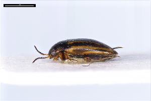  ( - ABOL-24-2188)  @11 [ ] Unspecified (default): All Rights Reserved (2025) Naturhistorisches Museum Wien Unspecified