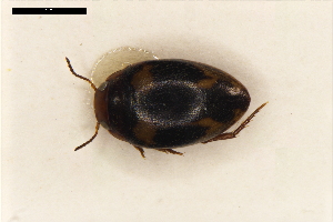  ( - ABOL-24-2189)  @11 [ ] Unspecified (default): All Rights Reserved (2025) Naturhistorisches Museum Wien Unspecified