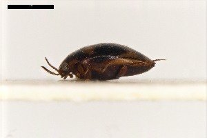  ( - ABOL-24-2189)  @11 [ ] Unspecified (default): All Rights Reserved (2025) Naturhistorisches Museum Wien Unspecified