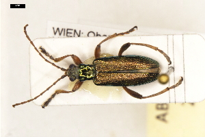  (Donacia clavipes - ABOL-24-2192)  @11 [ ] Unspecified (default): All Rights Reserved (2025) Naturhistorisches Museum Wien Unspecified
