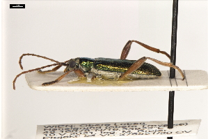  ( - ABOL-24-2192)  @11 [ ] Unspecified (default): All Rights Reserved (2025) Naturhistorisches Museum Wien Unspecified