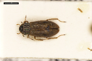  (Helophorus griseus - ABOL-24-2194)  @11 [ ] Unspecified (default): All Rights Reserved (2025) Naturhistorisches Museum Wien Unspecified