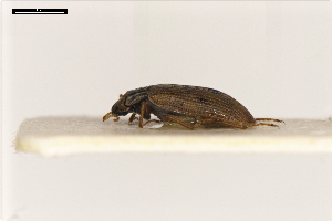  ( - ABOL-24-2194)  @11 [ ] Unspecified (default): All Rights Reserved (2025) Naturhistorisches Museum Wien Unspecified