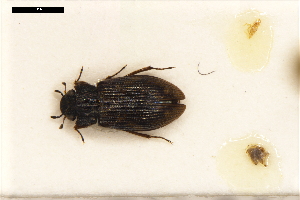  (Helophorus montenegrinus - ABOL-24-2200)  @11 [ ] Unspecified (default): All Rights Reserved (2025) Naturhistorisches Museum Wien Unspecified