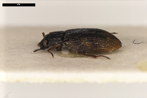  ( - ABOL-24-2200)  @11 [ ] Unspecified (default): All Rights Reserved (2025) Naturhistorisches Museum Wien Unspecified