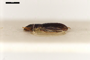  ( - ABOL-24-2208)  @11 [ ] Unspecified (default): All Rights Reserved (2025) Naturhistorisches Museum Wien Unspecified