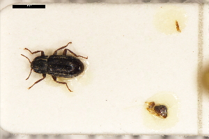  ( - ABOL-24-2211)  @11 [ ] Unspecified (default): All Rights Reserved (2025) Naturhistorisches Museum Wien Unspecified