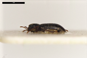  ( - ABOL-24-2211)  @11 [ ] Unspecified (default): All Rights Reserved (2025) Naturhistorisches Museum Wien Unspecified