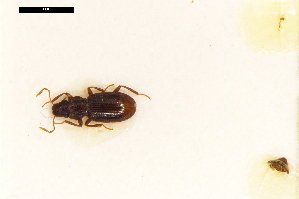  ( - ABOL-24-2214)  @11 [ ] Unspecified (default): All Rights Reserved (2025) Naturhistorisches Museum Wien Unspecified