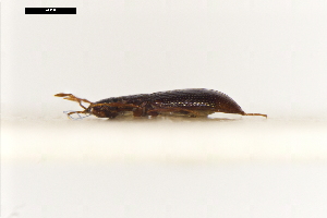  ( - ABOL-24-2214)  @11 [ ] Unspecified (default): All Rights Reserved (2025) Naturhistorisches Museum Wien Unspecified