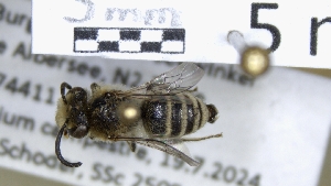  (Colletes chengtehensis - ABOL-25-0022)  @11 [ ] Unspecified (default): All Rights Reserved (2025) Naturhistorisches Museum Wien Unspecified