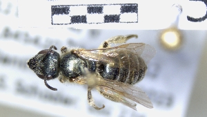  (Halictus gavarnicus - ABOL-25-0059)  @11 [ ] Unspecified (default): All Rights Reserved (2025) Naturhistorisches Museum Wien Unspecified
