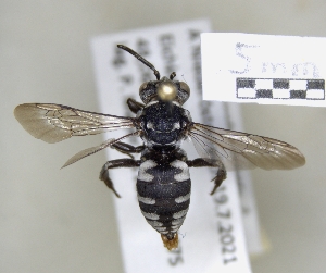  (Epeolus tristis - ABOL-25-0107)  @11 [ ] Unspecified (default): All Rights Reserved (2025) Naturhistorisches Museum Wien Unspecified
