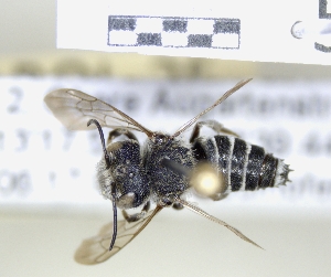  (Coelioxys echinatus - ABOL-25-0118)  @11 [ ] Unspecified (default): All Rights Reserved (2025) Naturhistorisches Museum Wien Unspecified