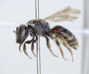  ( - ABOL-25-0129)  @11 [ ] Unspecified (default): All Rights Reserved (2025) Naturhistorisches Museum Wien Unspecified