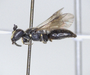  ( - ABOL-25-0143)  @11 [ ] Unspecified (default): All Rights Reserved (2025) Naturhistorisches Museum Wien Unspecified