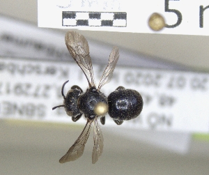 ( - ABOL-25-0149)  @11 [ ] Unspecified (default): All Rights Reserved (2025) Naturhistorisches Museum Wien Unspecified