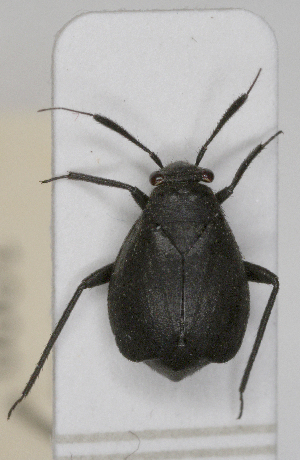  ( - ABOL-25-1000)  @11 [ ] Unspecified (default): All Rights Reserved (2025) Wolfgang Rabitsch Unspecified