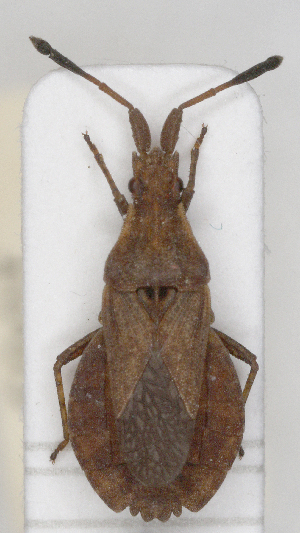  (Spathocera lobata - ABOL-25-1005)  @11 [ ] Unspecified (default): All Rights Reserved (2025) Wolfgang Rabitsch Unspecified