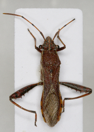  (Camptopus - ABOL-25-1008)  @11 [ ] Unspecified (default): All Rights Reserved (2025) Wolfgang Rabitsch Unspecified