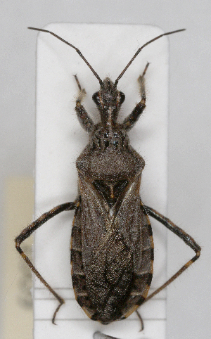  (Coranus kerzhneri - ABOL-25-1009)  @11 [ ] Unspecified (default): All Rights Reserved (2025) Wolfgang Rabitsch Unspecified