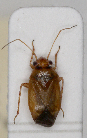  ( - ABOL-25-1010)  @11 [ ] Unspecified (default): All Rights Reserved (2025) Wolfgang Rabitsch Unspecified