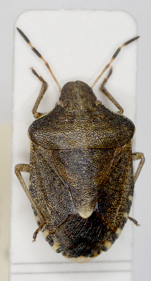  (Holcostethus sphacelatus - ABOL-25-1024)  @11 [ ] Unspecified (default): All Rights Reserved (2025) Wolfgang Rabitsch Unspecified