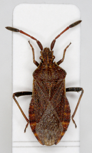  (Ulmicola - ABOL-25-1025)  @11 [ ] Unspecified (default): All Rights Reserved (2025) Wolfgang Rabitsch Unspecified