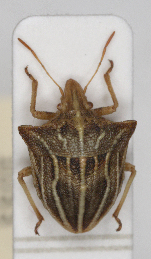  (Ancyrosoma - ABOL-25-1033)  @11 [ ] Unspecified (default): All Rights Reserved (2025) Wolfgang Rabitsch Unspecified