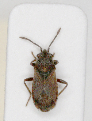  ( - ABOL-25-1035)  @11 [ ] Unspecified (default): All Rights Reserved (2025) Wolfgang Rabitsch Unspecified