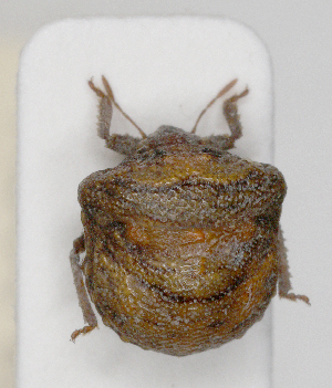  (Vilpianus - ABOL-25-1050)  @11 [ ] Unspecified (default): All Rights Reserved (2025) Wolfgang Rabitsch Unspecified
