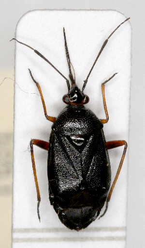  ( - ABOL-25-1051)  @11 [ ] Unspecified (default): All Rights Reserved (2025) Wolfgang Rabitsch Unspecified