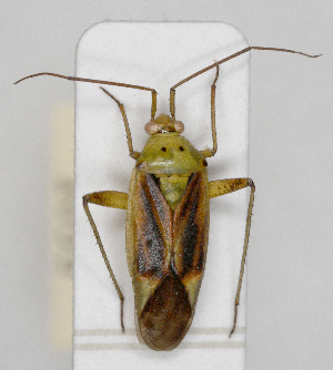  ( - ABOL-25-1053)  @11 [ ] Unspecified (default): All Rights Reserved (2025) Wolfgang Rabitsch Unspecified