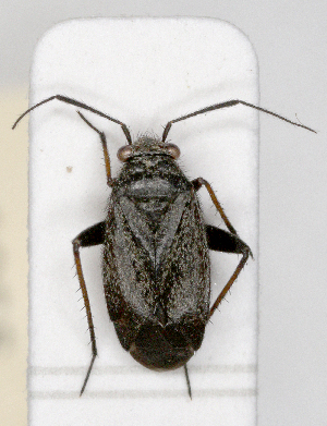  ( - ABOL-25-1055)  @11 [ ] Unspecified (default): All Rights Reserved (2025) Wolfgang Rabitsch Unspecified