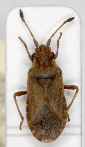  ( - ABOL-25-1057)  @11 [ ] Unspecified (default): All Rights Reserved (2025) Wolfgang Rabitsch Unspecified