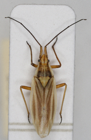  ( - ABOL-25-1060)  @11 [ ] Unspecified (default): All Rights Reserved (2025) Wolfgang Rabitsch Unspecified