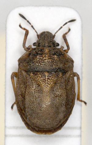  ( - ABOL-25-1061)  @11 [ ] Unspecified (default): All Rights Reserved (2025) Wolfgang Rabitsch Unspecified