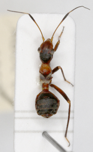  ( - ABOL-25-1063)  @11 [ ] Unspecified (default): All Rights Reserved (2025) Wolfgang Rabitsch Unspecified