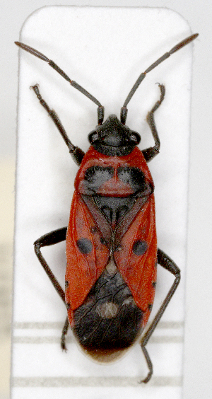  ( - ABOL-25-1065)  @11 [ ] Unspecified (default): All Rights Reserved (2025) Wolfgang Rabitsch Unspecified