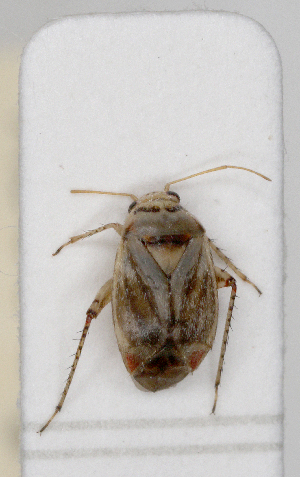  ( - ABOL-25-1067)  @11 [ ] Unspecified (default): All Rights Reserved (2025) Wolfgang Rabitsch Unspecified