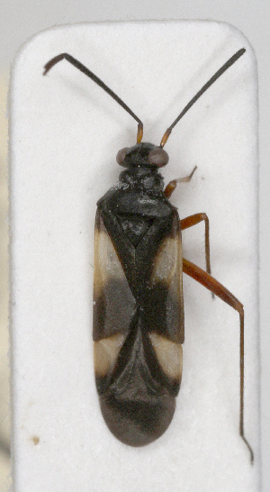  ( - ABOL-25-1074)  @11 [ ] Unspecified (default): All Rights Reserved (2025) Wolfgang Rabitsch Unspecified