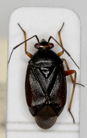  ( - ABOL-25-1078)  @11 [ ] Unspecified (default): All Rights Reserved (2025) Wolfgang Rabitsch Unspecified