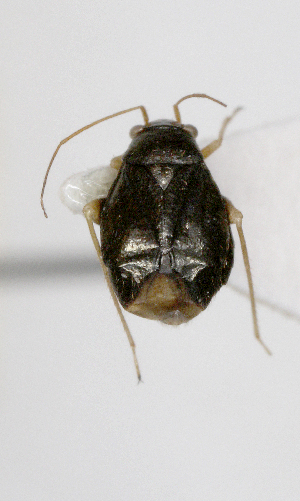  (Halticus saltator - ABOL-25-1085)  @11 [ ] Unspecified (default): All Rights Reserved (2025) Wolfgang Rabitsch Unspecified