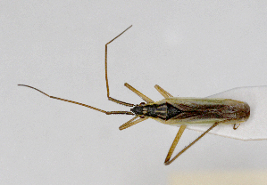  ( - ABOL-25-1087)  @11 [ ] Unspecified (default): All Rights Reserved (2025) Wolfgang Rabitsch Unspecified