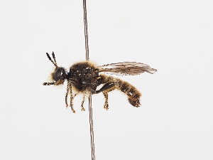  ( - ABOL-25-1111)  @11 [ ] CC-BY (2025) Naturhistorisches Museum Wien Unspecified